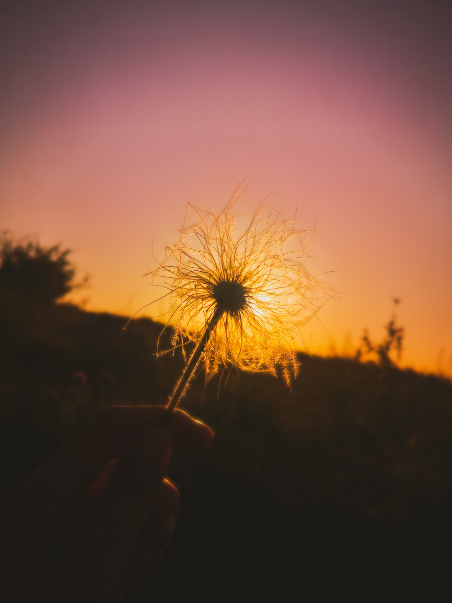 夕阳下的蒲公英