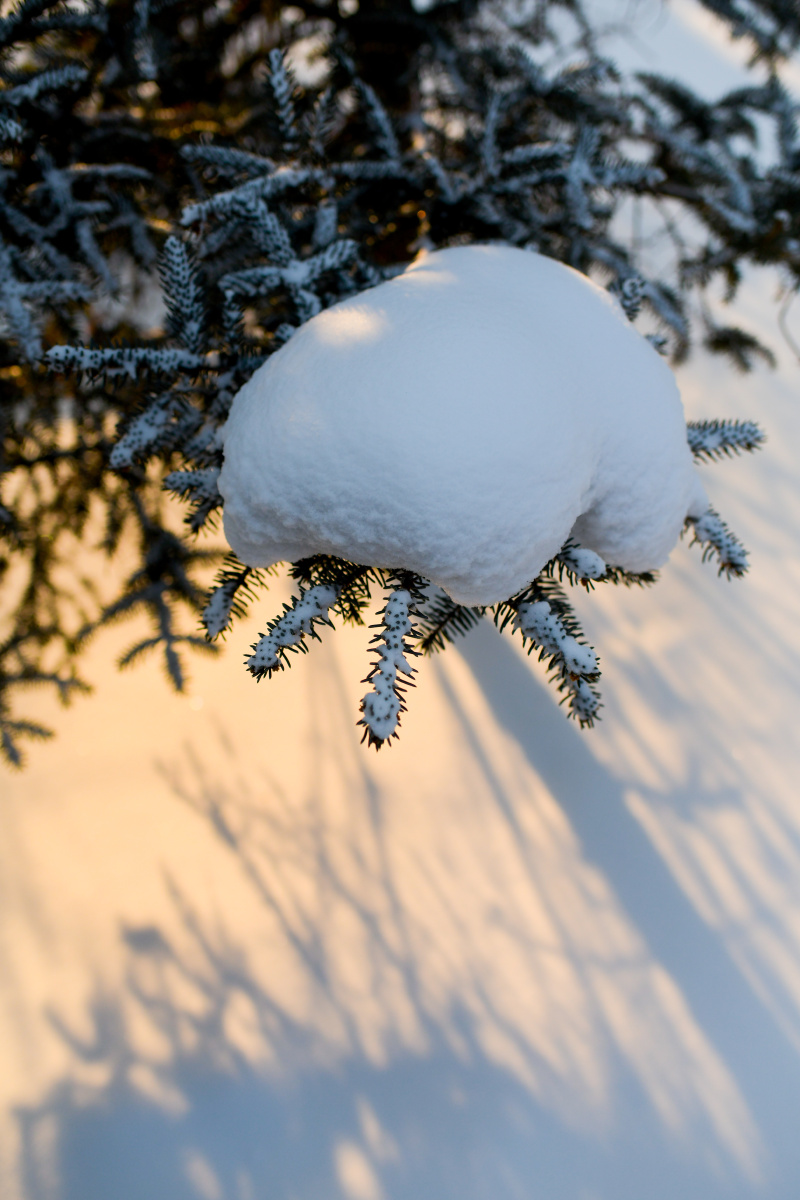 雪压松枝