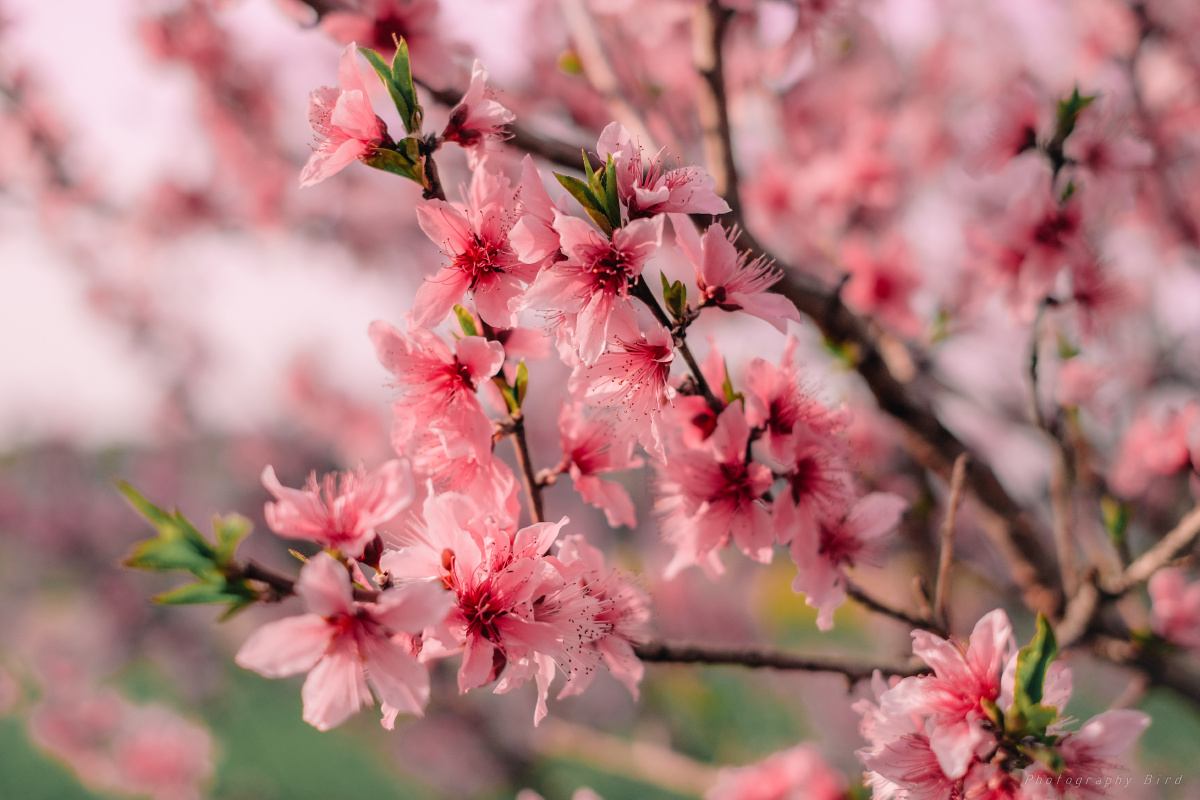 桃花最春天