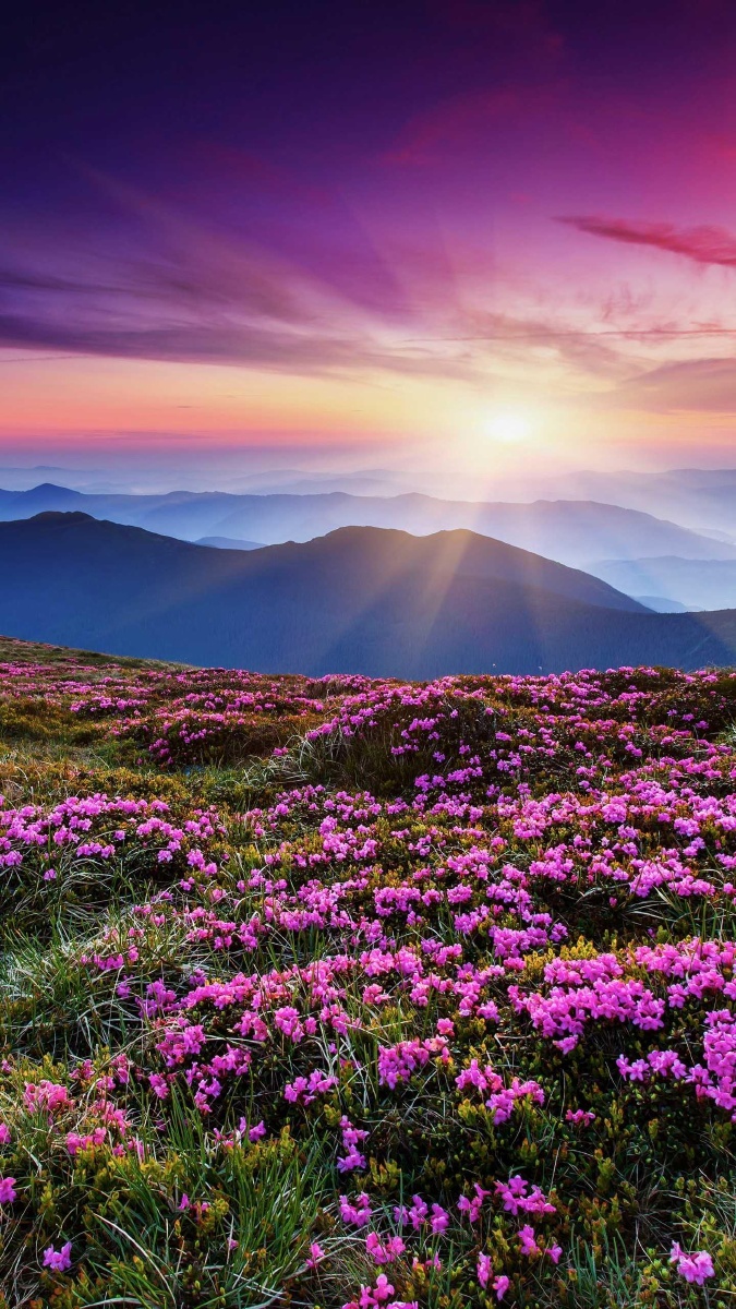 待到山花烂漫时,她在丛中笑