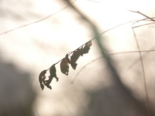 83/365