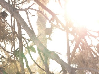Sunshine Afternoon