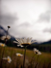 _7045446-Edit.jpg