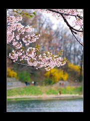 _4243326