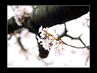 _4243308