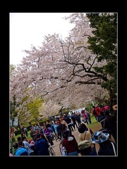 _4243267