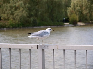 _9149645