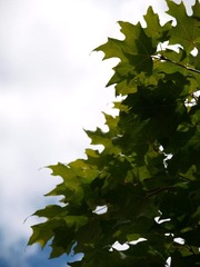 _9149616