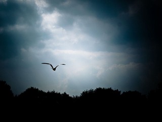 _8159351-2