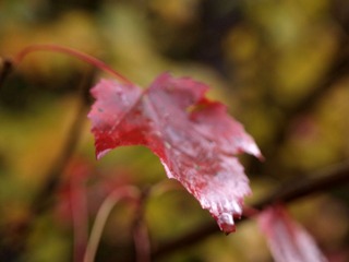 _A040557