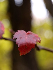 _A040556