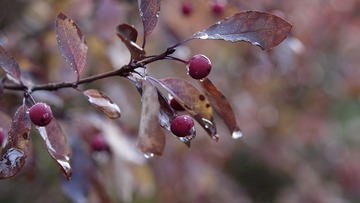 _A030078