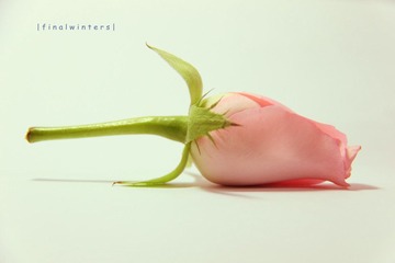 花·语