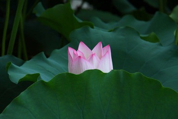 羞涩荷花