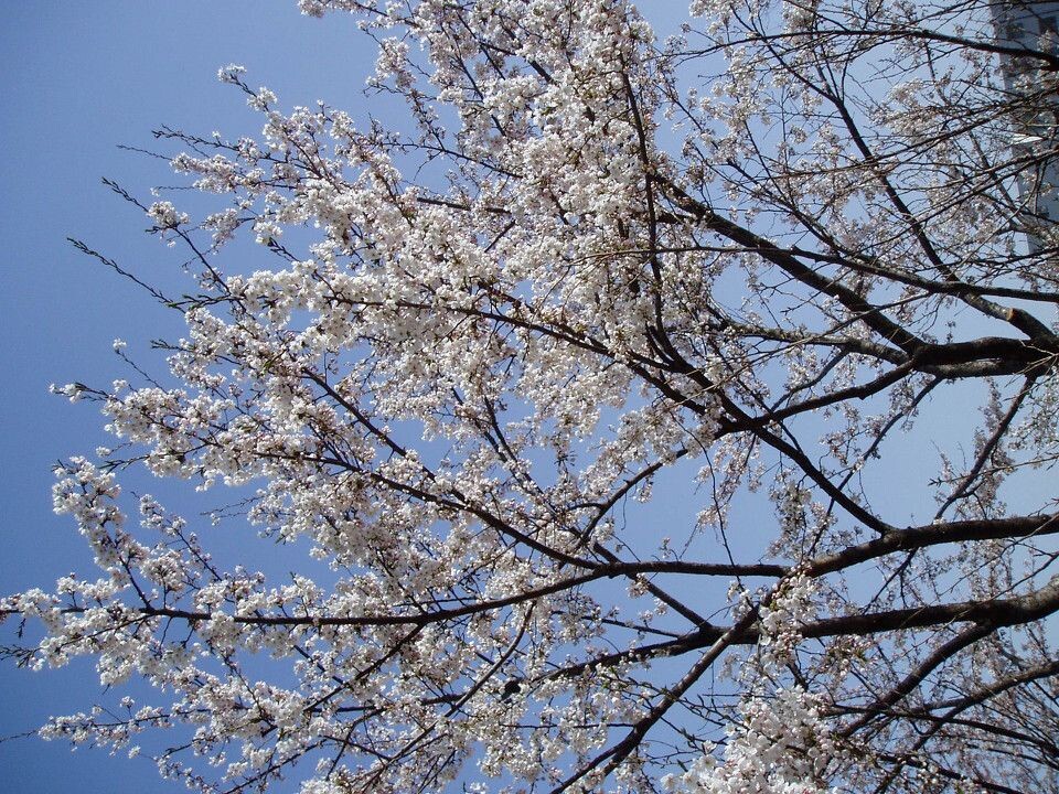 P1010133<br />
校园里的樱花树