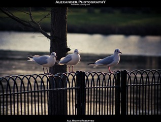 _IGP3380.jpg