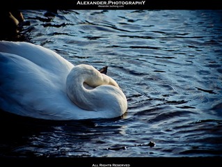 _IGP3410.jpg