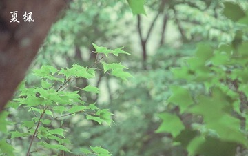 _DSC6201A.jpg