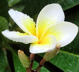 雨后小花1