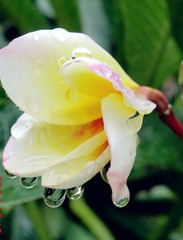 雨后小花2
