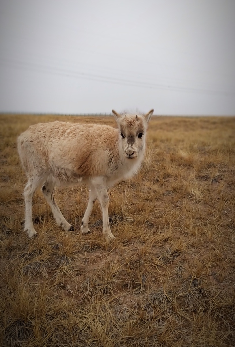 藏羚羊! - 成都小法师 - 图虫