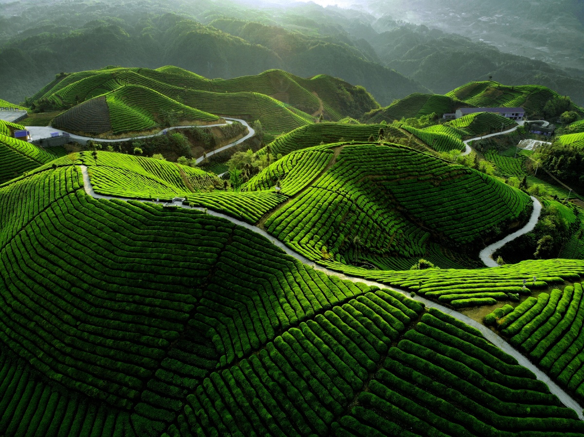 鹤峰县是湖北省茶叶大县尤其是走马镇木耳山有机生态茶园被誉为最美