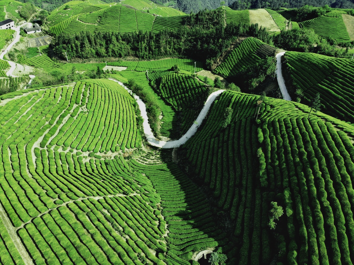 鹤峰县是湖北省茶叶大县尤其是走马镇木耳山有机生态茶园被誉为最美