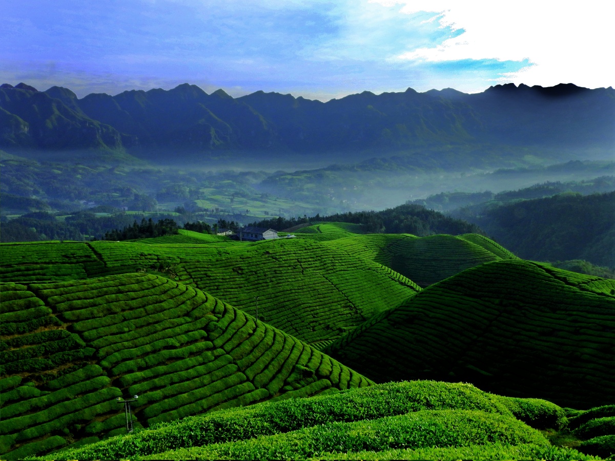最美生态茶园木耳山湖北省鹤峰县走马镇木耳山生态茶园基地绿意盎然