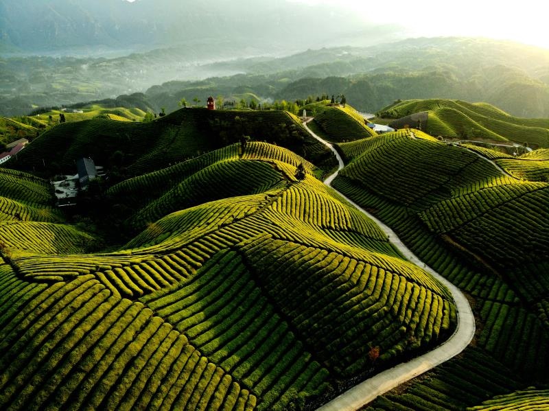航拍鹤峰木耳山生态茶园