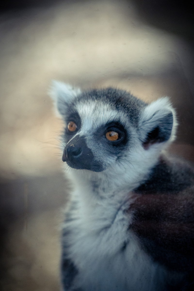 北京动物园的狐猴