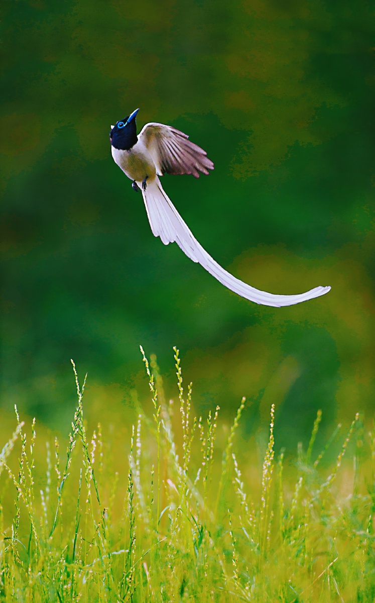 优雅飘逸的绶带鸟