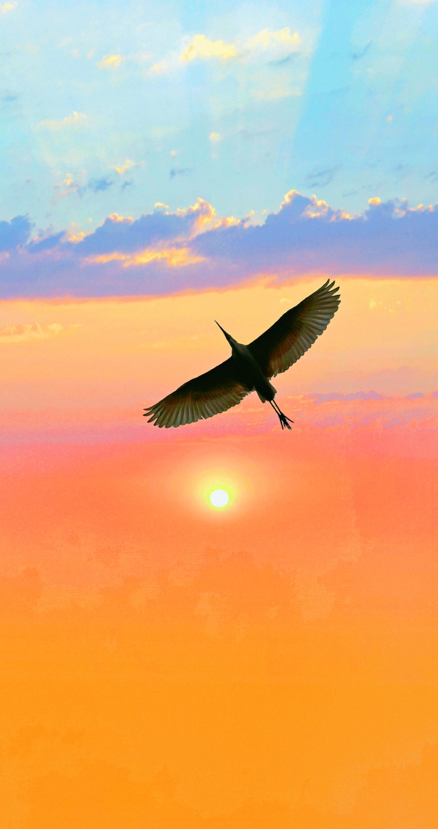 落霞与孤鹜齐飞 #大鸟飞行 #夕阳 #云霞 #白鹭 #鹭鸟 #意境 #古诗词