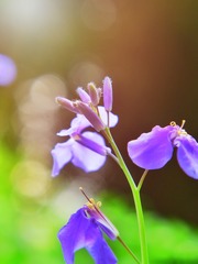 2011406