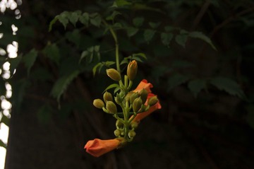 凌霄花