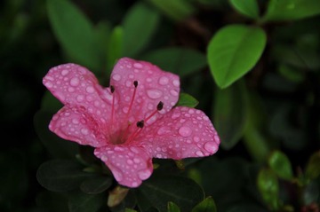 雨后花
