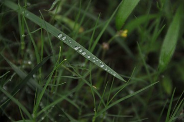 雨后草