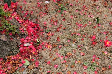 DSC_2379.JPG