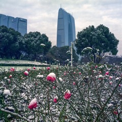 「 FROZEN FLOWERS 」