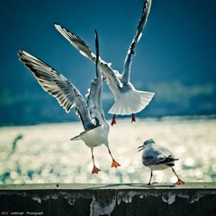 IMG_8196.jpg
