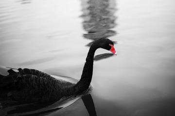 L1003088