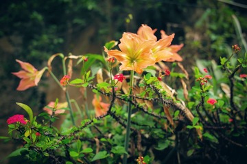 L1007980