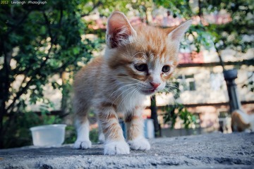IMG_3219.jpg