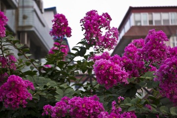 路边的花