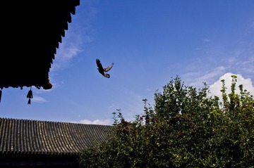 IMGP3282_CR.JPG