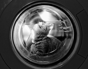 闯进洗衣机里的猫