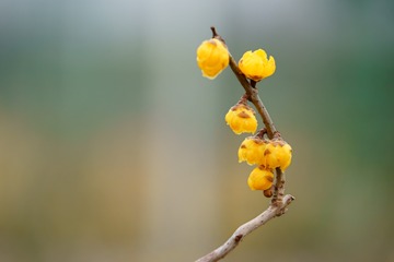 650446