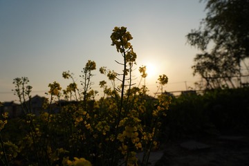 955787