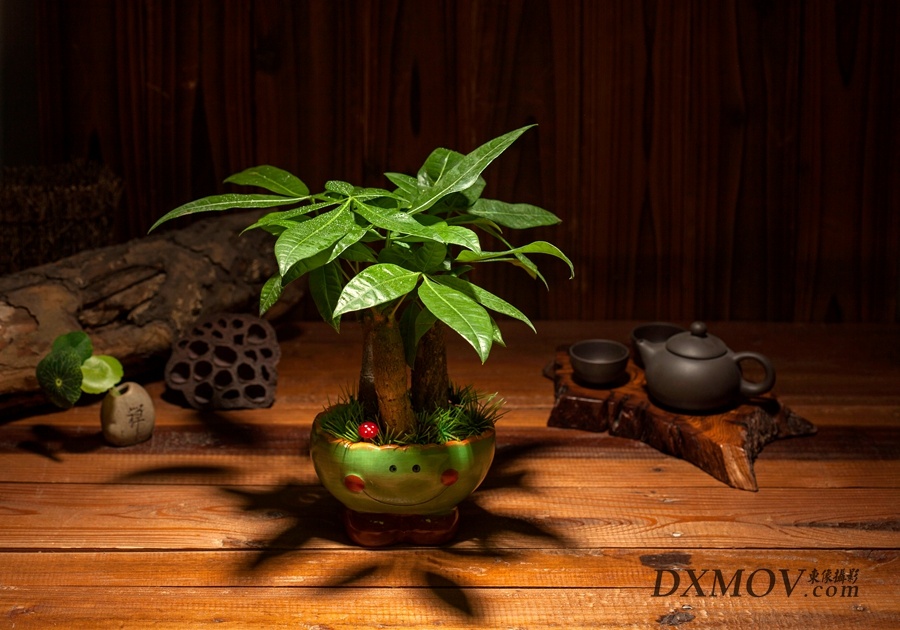 武汉商品摄影植物拍摄视频摄像商业摄像东像摄影