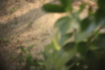 _MG_2135.JPG