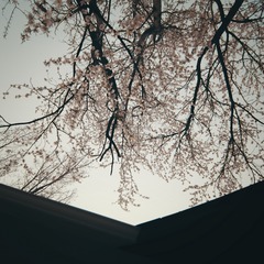 【2014.3.26北京·海淀·地大】花开